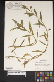 Image result for Hydrolea brevistyla