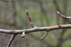 Kurz vor dem neuen austrieb beschleunigt der aufsteigende saft die wundheilung und verhindert das eindringen von krankheitserregern. Jetzt Obstbaume Schneiden Was Man Dieses Jahr Beachten Muss