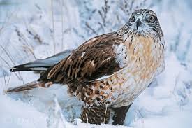 Ferruginous Hawks Buteo Regalis Are Among The Largest North American Hawks And Are Widely Distributed Throughou Raptor Bird Of Prey Nature Photography Wildlife