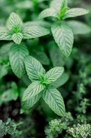 نتیجه جستجوی لغت [mint] در گوگل
