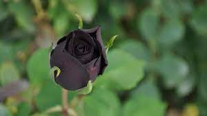 A black rose blooms