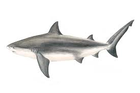 Image result for shark