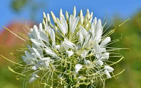 When creating a flowering landscape, follow the garden design principle of starting with trees, then shrubs, then plants. Top 9 Beautiful Flowers That Start With V