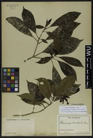 Image result for Voacanga bracteata