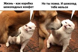 Преображение господне (церк.) я́блочный спа́с — день в народном календаре славян, приходящийся на 6 (19) августа. Zabavnye Memy S Kotami Kotorye Podnimut Vam Nastroenie