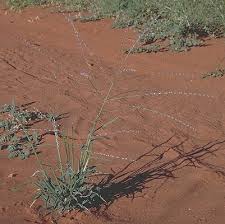 Image result for Digitaria milanjiana