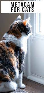 Metacam For Cats A Pet Owners Guide To Use Dosage And Side Effects Cats Cat Diseases Cat Parenting