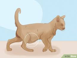 They can be contracted from a mosquito bite (heartworm), from eating eggs (roundworm) or from the ground or water (hookworm). How To Identify Worms In A Cat 14 Steps With Pictures Wikihow