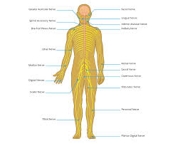 Shoulder pain is a common musculoskeletal disorder of variable etiology, ranging from rotator cuff pathology to peripheral nerve entrapment. Peripheral Nerve Injury Map Axogen