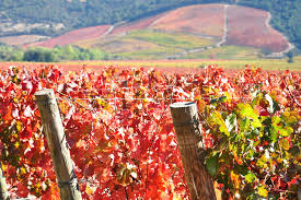 Resultado de imagen para La magnífica Ruta del Vino chile