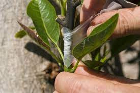 Pin On Tubers