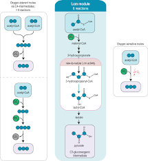 New-to-nature CO2-dependent acetyl-CoA assimilation enabled by an  engineered B12-dependent acyl-CoA mutase