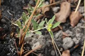 Image result for Eriosema