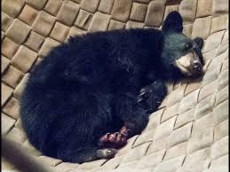 Image result for injured Black baby bear