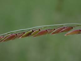 Image result for Eriochloa meyeriana