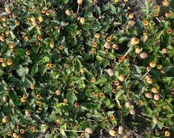 Image result for Spilanthes costata