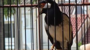 Jalak#jalakkebo#pancinganjalakkebo jalak kebo gacor bikin emosi jalak lain sekali pancing auto nyaut dan baik untuk masteran. Penyebab Burung Jalak Suren Sering Buka Paruh Lebar Lebar Mangap Om Kicau