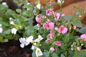 Image result for ostruhatka