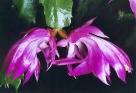 The christmas cactus prefers partial shade or a diffused light, although they are very adaptable at adjusting to growing conditions. Schlumbergera Orssichiana And Its Hybrids 2
