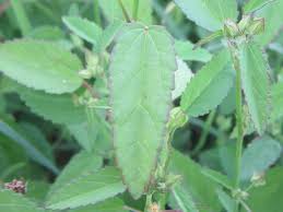 Image result for Sida spinosa