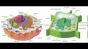 Sono le unità fondamentali della la cellula procariotica ed eucariotica si differenziano per l'assenza di un involucro nucleare che circonda il nucleo della prima. Cellula Vegetale E Animale A Confronto Youtube