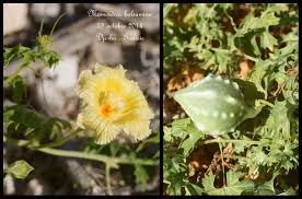 Image result for Momordica balsamina