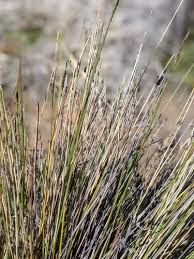 Image result for Rhynchospora rugosa