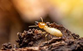 My pest control services project in anderson is really small. Termite Exterminators Termite Control Russell S Pest Control In Knoxville