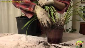 Ciao e benvenuto a te che leggi, qui troverai tutti gli interventi di giardinaggio per piante da appartamento. Coltivazione Orchidee Cymbidium Youtube