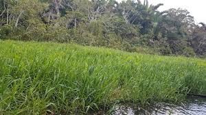 Image result for Echinochloa pyramidalis