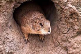 Too many and i am in an area with other dwellings on a lake. Does Juicy Fruit Gum Kill Gophers Bubble Gum And Gophers