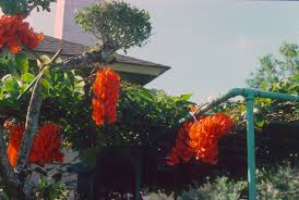 Image result for Cyclocarpa