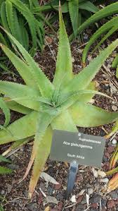 Image result for Aloe aculeata × globuligemma
