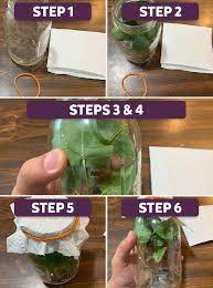 Grow A Butterfly! • Kidzeum | Kidzeum Of Health And Science