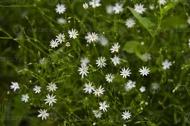 Image result for Stellaria sennii