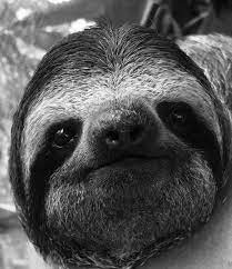 Happy Sloth Sunday Just A Little Close Up Portrait Of Casper The Sloth To Brighten Your Day Photo Credit Karen Moss Close Up Portraits Sloth Portrait