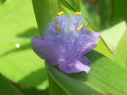 Image result for Cyanotis axillaris