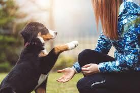 Local dog training classes are often available. The 8 Best Online Dog Training Courses Of 2021