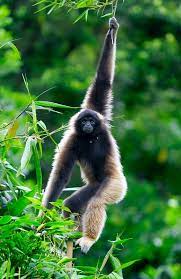 Mittermeier, rusell a., anthony b. Northern Grey Gibbon Sounds Calls Wild Ambience Nature Sounds