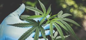 Bitte teilt unsere seite oder ladet eure freunde ein , wenn ihr denkt sie. Wann Man Cannabis Erntet Alle Infos Dazu Findest Du Hier