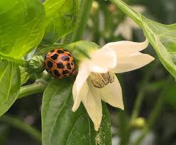 With biological control you are ready to counter these species! Spotted Ladybirds Bugs For Bugs