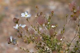 Image result for Chasmopodium purpurascens