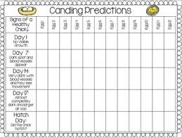 Chick Hatching Candling Predictions Chart