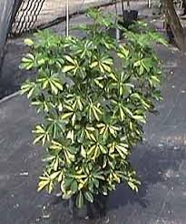 Ipomoea carnea of bush morning glory. Schefflera Triad Plant Company Inc