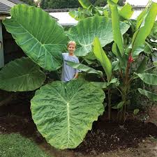 Check spelling or type a new query. Elephant Ear Thai Giant Colocasia Gigantea Zone 8 Hardiness Zone