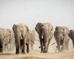 Image of group of tourists observing a family of elephants grazing in the African savanna