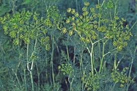 Image result for Anethum