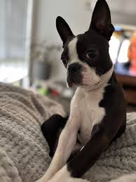 Image result for boston terrier