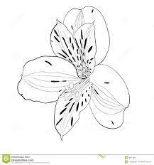 Image Belle Fleur Monochrome Et Noire Et Blanche D Alstroemeria D Lilies Drawing White Tattoo Flower Drawing
