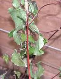 Please could somebody explain the different types of garden feed. Clematis Care Guide Peter Beales Roses The World Leaders In Shrub Climbing Rambling And Standard Classic Roses